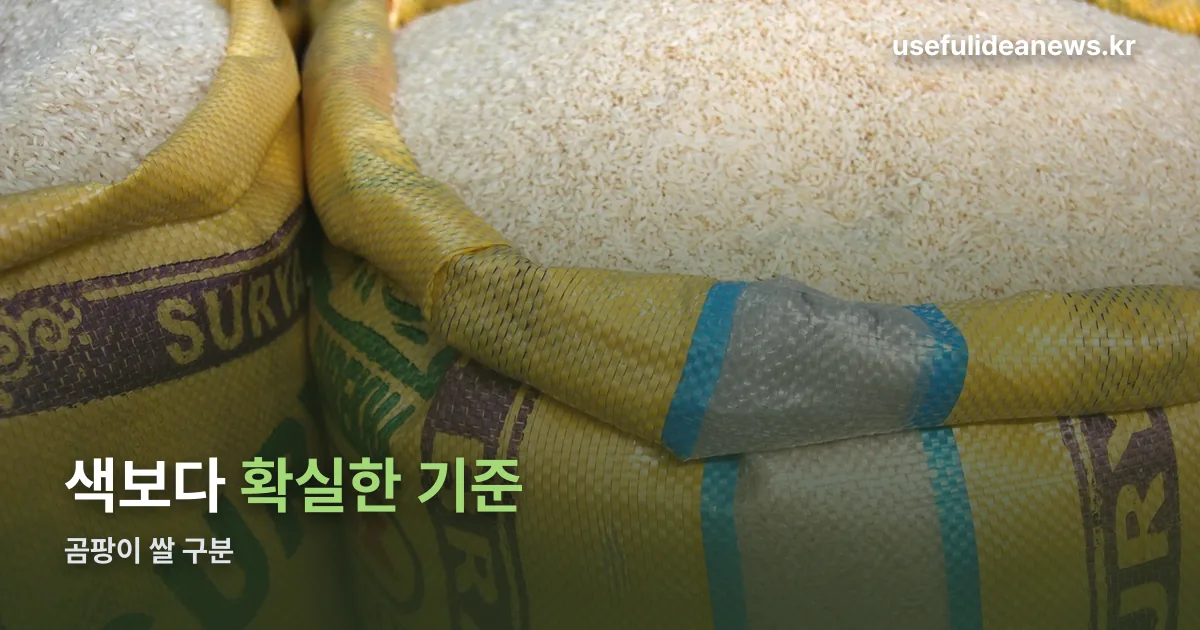 곰팡이 쌀 구분 정리 썸네일
