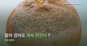 천장 곰팡이, 마른 뒤에도 번지는 이유와 책임 소재