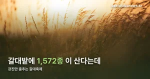 강진만 춤추는 갈대축제 2026 — 10월 24일~11월 1일, 생태탐방·체험 프로그램 정리